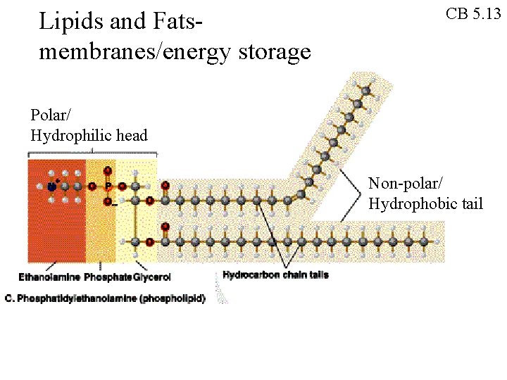 Lipids and Fatsmembranes/energy storage CB 5. 13 Polar/ Hydrophilic head Non-polar/ Hydrophobic tail 