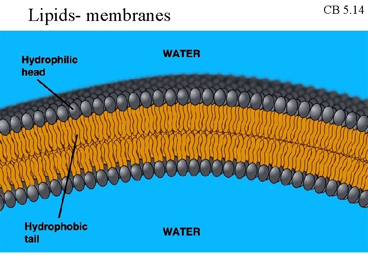 Lipids- membranes CB 5. 14 