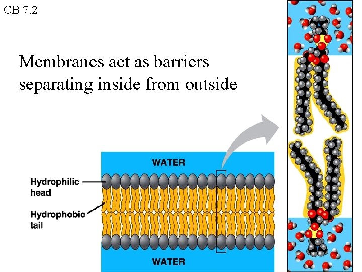 CB 7. 2 Membranes act as barriers separating inside from outside 