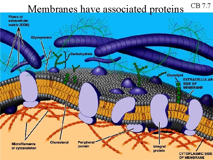 Membranes have associated proteins CB 7. 7 