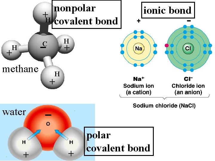 nonpolar +H covalent bond H C H + methane ionic bond + H +