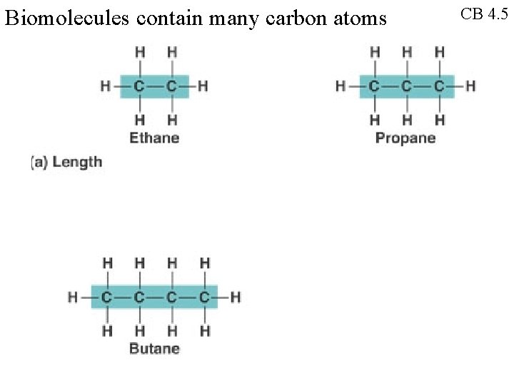 Biomolecules contain many carbon atoms CB 4. 5 