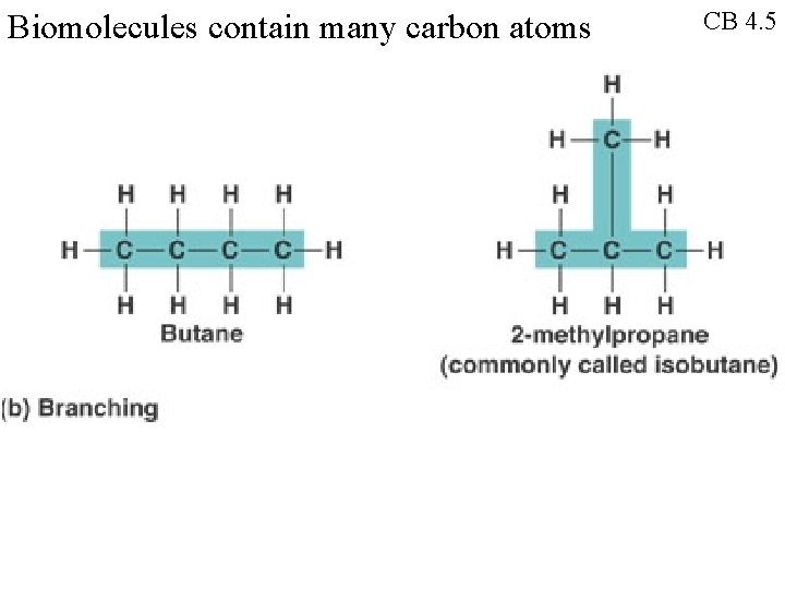 Biomolecules contain many carbon atoms CB 4. 5 
