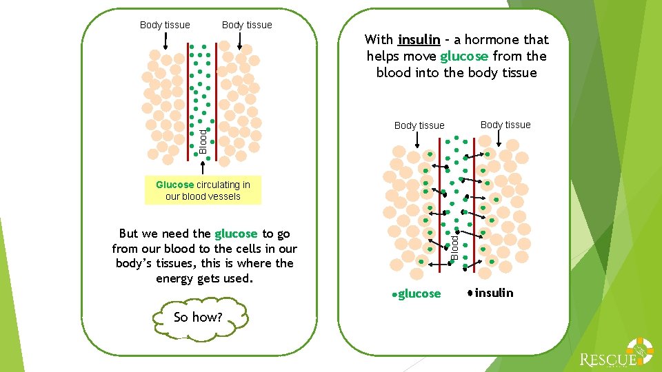 Body tissue Blood With insulin – a hormone that helps move glucose from the