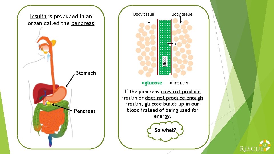 Body tissue Blood Insulin is produced in an organ called the pancreas Stomach glucose