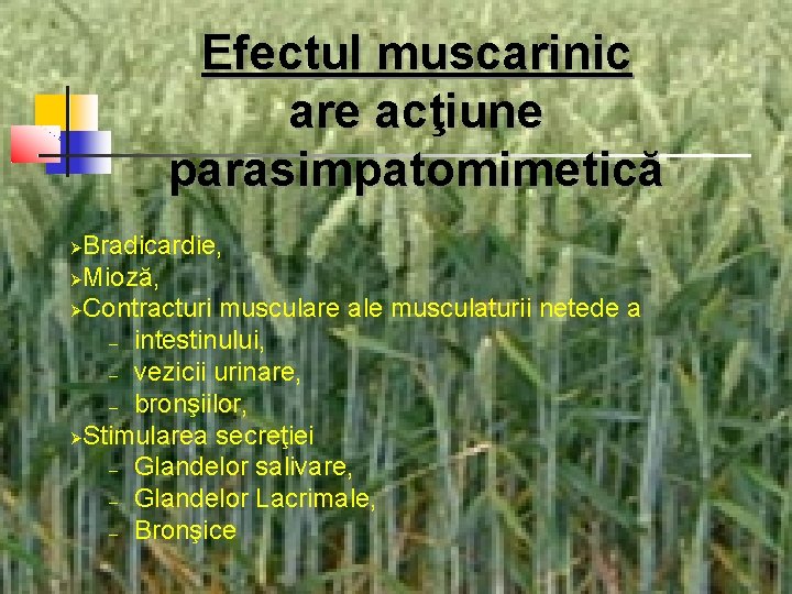 Efectul muscarinic are acţiune parasimpatomimetică Bradicardie, ØMioză, ØContracturi musculare ale musculaturii netede a –