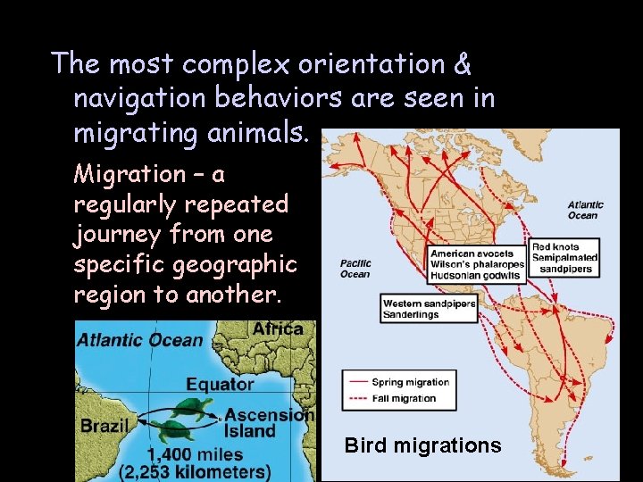 The most complex orientation & navigation behaviors are seen in migrating animals. Migration –