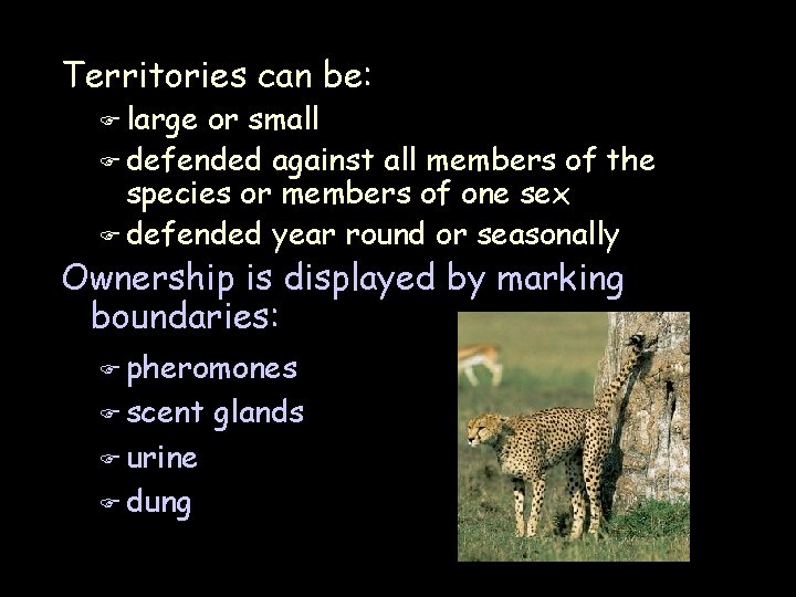 Territories can be: F large or small F defended against all members of the