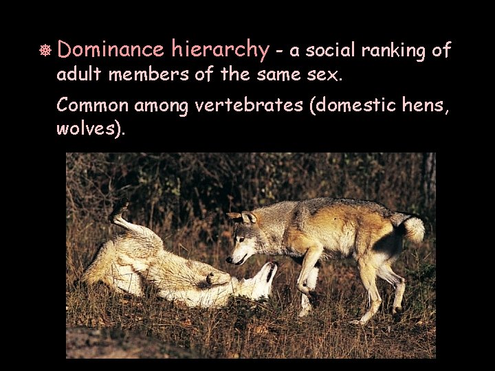 ] Dominance hierarchy - a social ranking of adult members of the same sex.