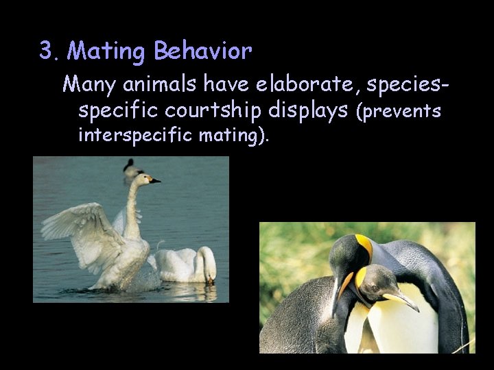 3. Mating Behavior Many animals have elaborate, speciesspecific courtship displays (prevents interspecific mating). 