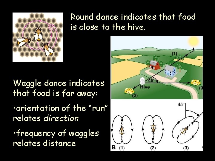 Round dance indicates that food is close to the hive. Waggle dance indicates that