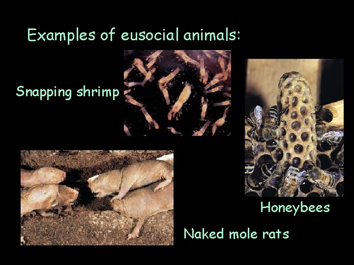 Examples of eusocial animals: Snapping shrimp Honeybees Naked mole rats 