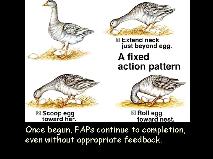 Once begun, FAPs continue to completion, even without appropriate feedback. 