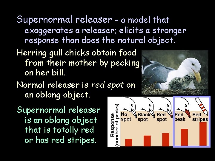 Supernormal releaser - a model that exaggerates a releaser; elicits a stronger response than