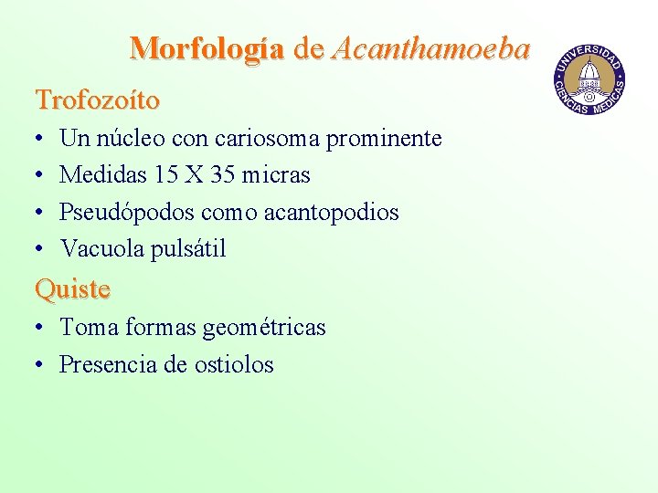Morfología de Acanthamoeba Trofozoíto • • Un núcleo con cariosoma prominente Medidas 15 X