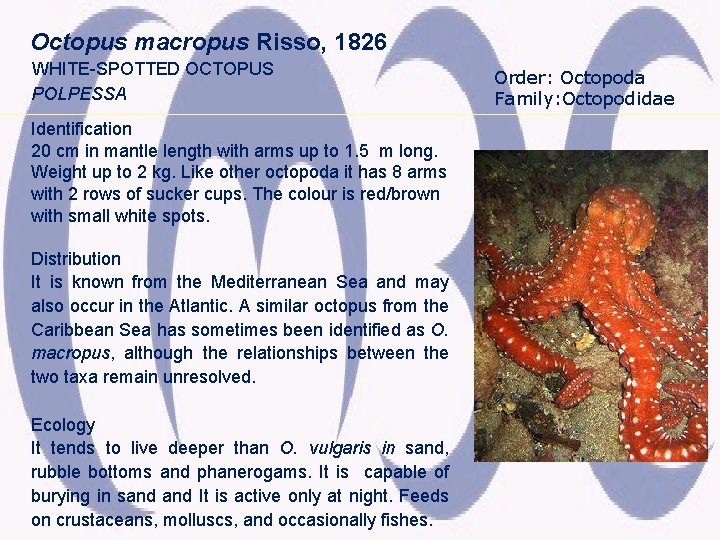 Octopus macropus Risso, 1826 WHITE-SPOTTED OCTOPUS POLPESSA Identification 20 cm in mantle length with