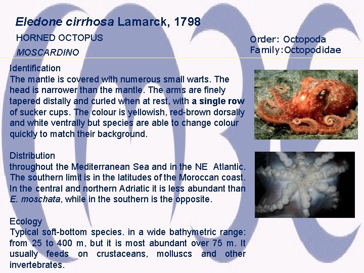 Eledone cirrhosa Lamarck, 1798 HORNED OCTOPUS MOSCARDINO Identification The mantle is covered with numerous