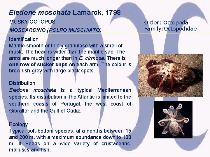 Eledone moschata Lamarck, 1798 MUSKY OCTOPUS MOSCARDINO (POLPO MUSCHIATO) Identification Mantle smooth or thinly