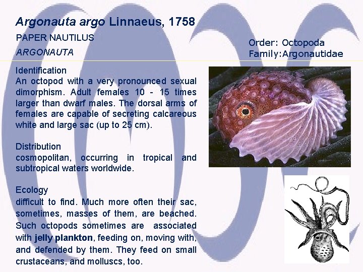 Argonauta argo Linnaeus, 1758 PAPER NAUTILUS ARGONAUTA Identification An octopod with a very pronounced