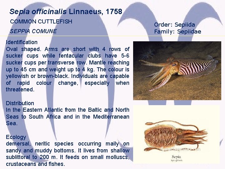 Sepia officinalis Linnaeus, 1758 COMMON CUTTLEFISH SEPPIA COMUNE Identification Oval shaped. Arms are short