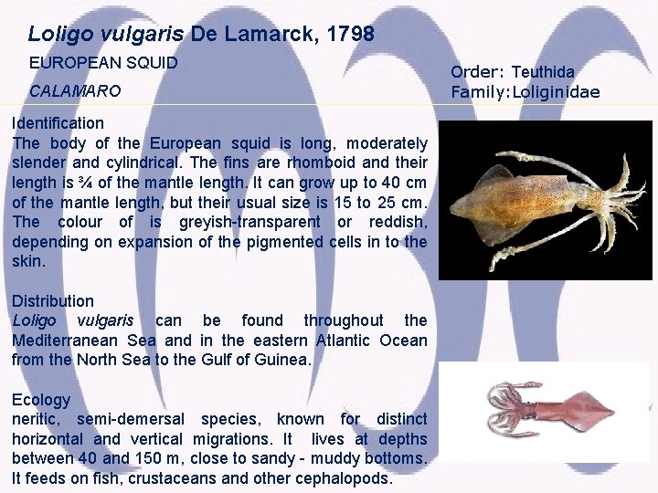 Loligo vulgaris De Lamarck, 1798 EUROPEAN SQUID CALAMARO Identification The body of the European