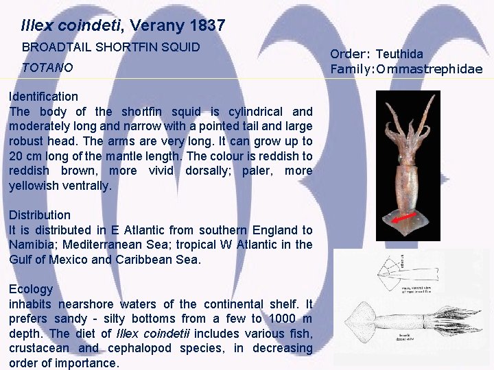 Illex coindeti, Verany 1837 BROADTAIL SHORTFIN SQUID TOTANO Identification The body of the shortfin