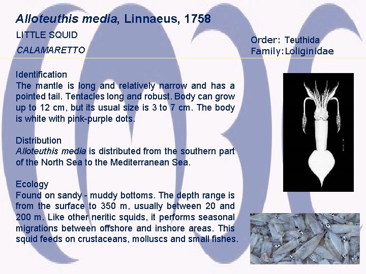 Alloteuthis media, Linnaeus, 1758 LITTLE SQUID CALAMARETTO Identification The mantle is long and relatively