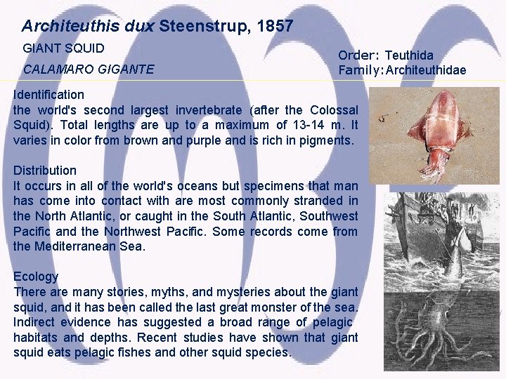 Architeuthis dux Steenstrup, 1857 GIANT SQUID CALAMARO GIGANTE Order: Teuthida Family: Architeuthidae Identification the