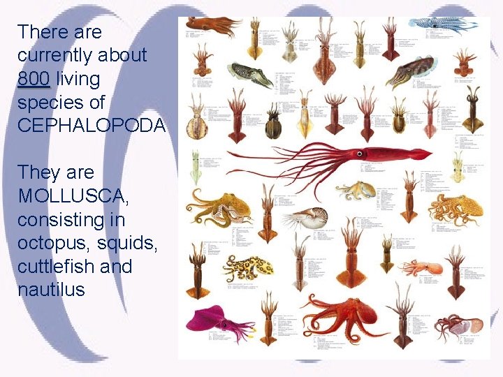 There are currently about 800 living species of CEPHALOPODA They are MOLLUSCA, consisting in