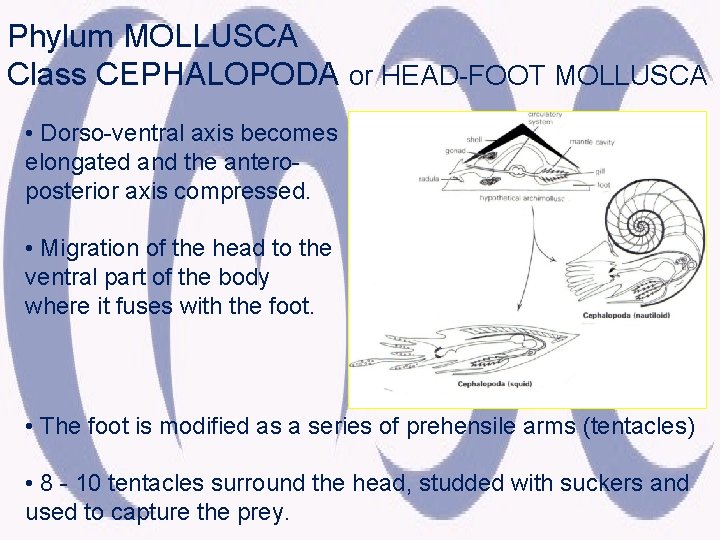 Phylum MOLLUSCA Class CEPHALOPODA or HEAD-FOOT MOLLUSCA • Dorso-ventral axis becomes elongated and the