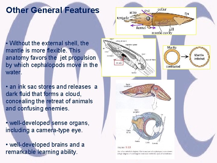 Other General Features • Without the external shell, the mantle is more flexible. This