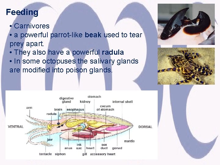 Feeding • Carnivores • a powerful parrot-like beak used to tear prey apart. •