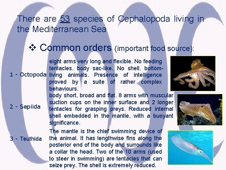 There are 53 species of Cephalopoda living in the Mediterranean Sea v Common orders