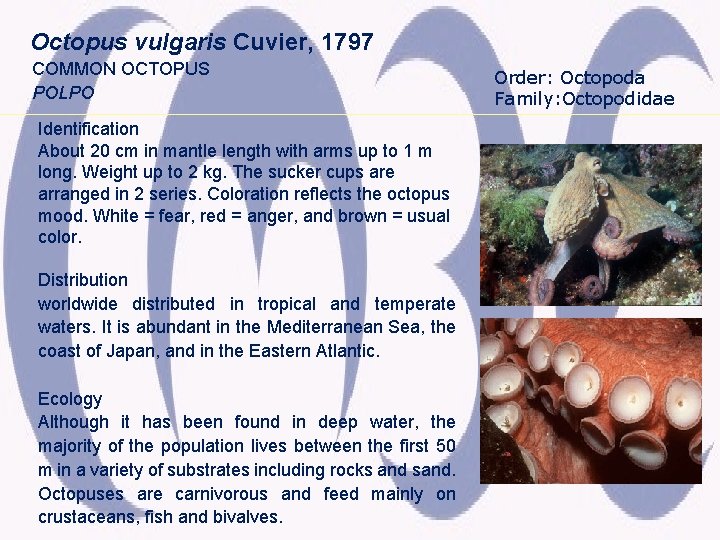 Octopus vulgaris Cuvier, 1797 COMMON OCTOPUS POLPO Identification About 20 cm in mantle length