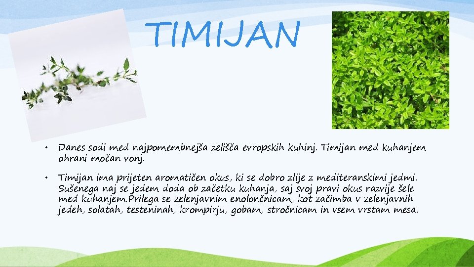 TIMIJAN • Danes sodi med najpomembnejša zelišča evropskih kuhinj. Timijan med kuhanjem ohrani močan