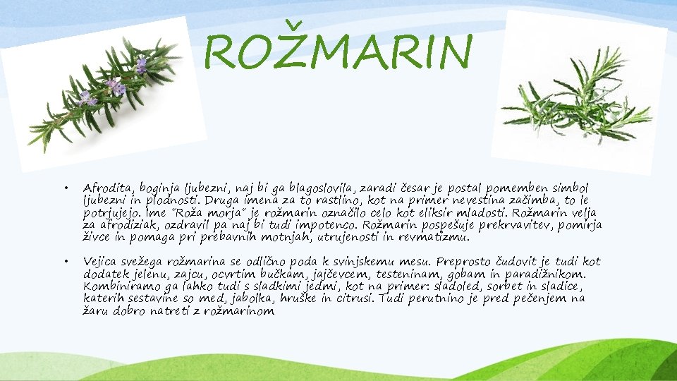 ROŽMARIN • Afrodita, boginja ljubezni, naj bi ga blagoslovila, zaradi česar je postal pomemben