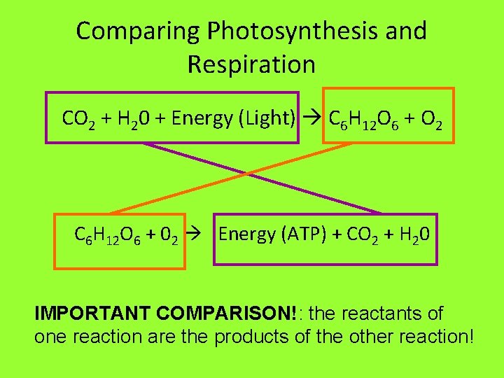 Comparing Photosynthesis and Respiration CO 2 + H 20 + Energy (Light) C 6