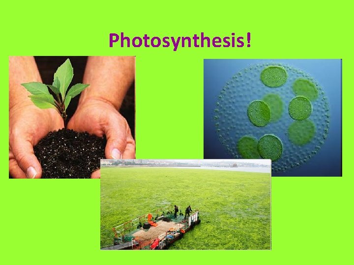Photosynthesis! 