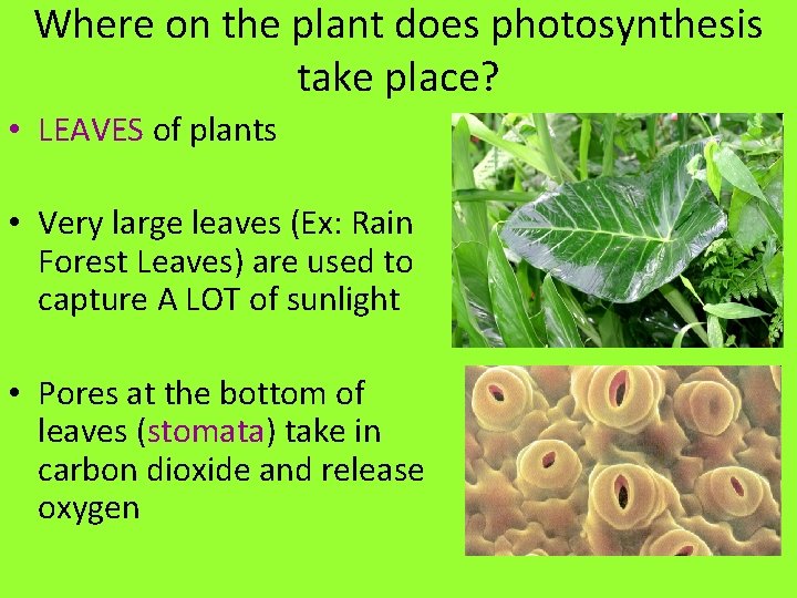 Where on the plant does photosynthesis take place? • LEAVES of plants • Very