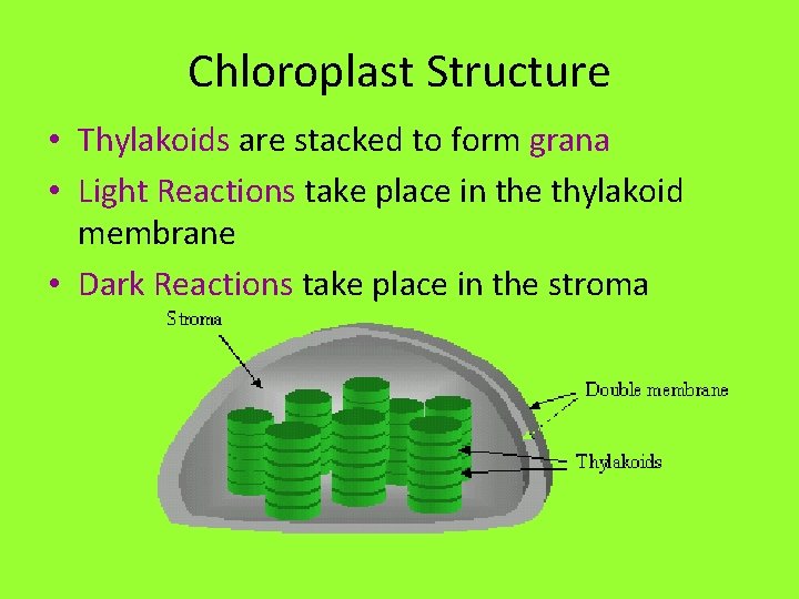 Chloroplast Structure • Thylakoids are stacked to form grana • Light Reactions take place