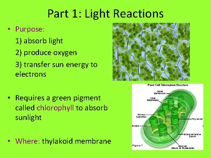 Part 1: Light Reactions • Purpose: 1) absorb light 2) produce oxygen 3) transfer