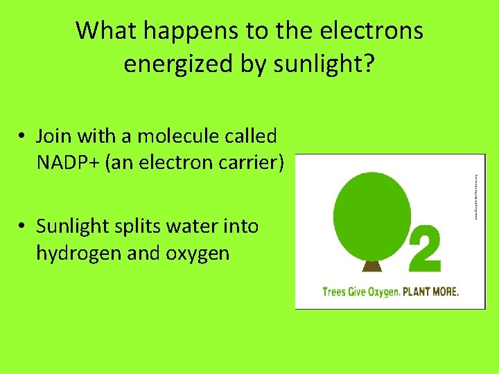 What happens to the electrons energized by sunlight? • Join with a molecule called