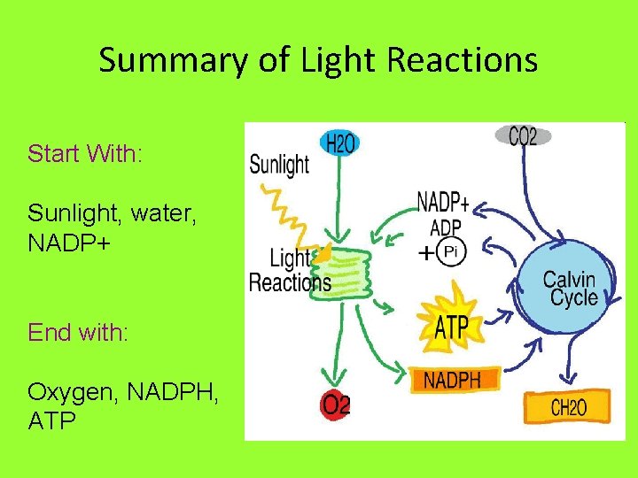 Summary of Light Reactions Start With: Sunlight, water, NADP+ End with: Oxygen, NADPH, ATP