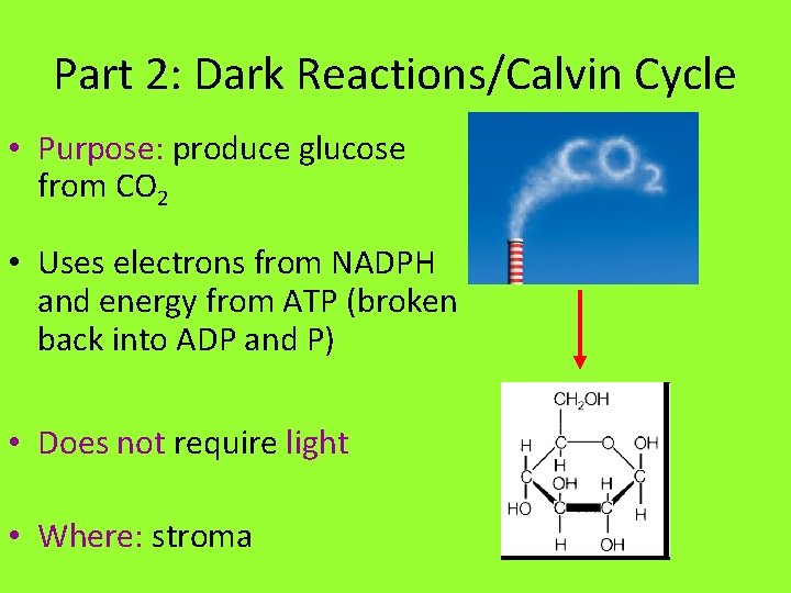Part 2: Dark Reactions/Calvin Cycle • Purpose: produce glucose from CO 2 • Uses