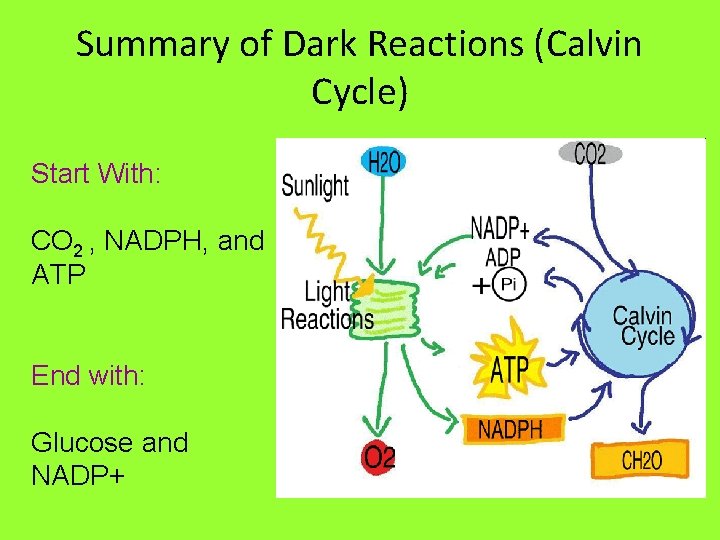 Summary of Dark Reactions (Calvin Cycle) Start With: CO 2 , NADPH, and ATP