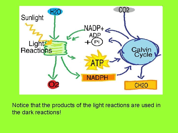 Notice that the products of the light reactions are used in the dark reactions!