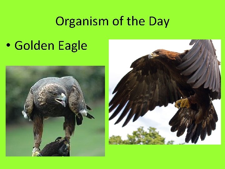 Organism of the Day • Golden Eagle 