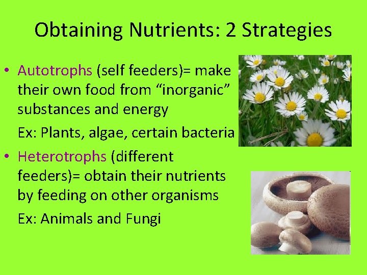 Obtaining Nutrients: 2 Strategies • Autotrophs (self feeders)= make their own food from “inorganic”
