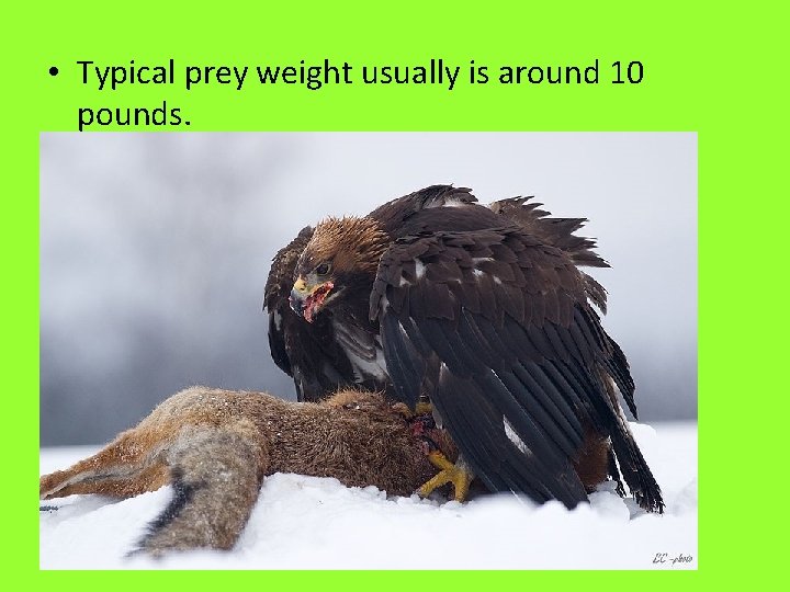  • Typical prey weight usually is around 10 pounds. 