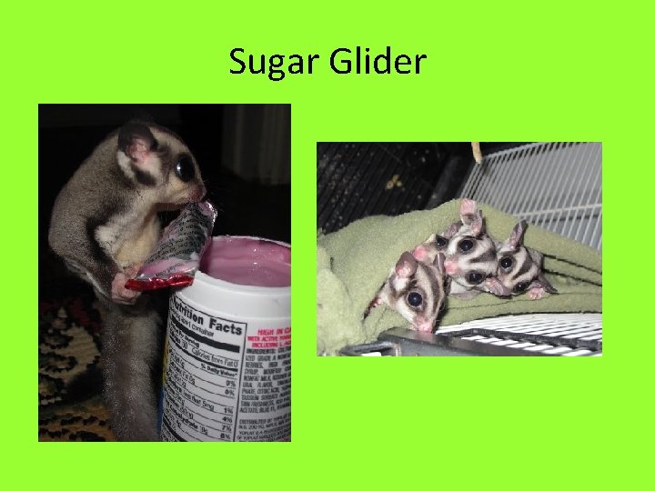 Sugar Glider 